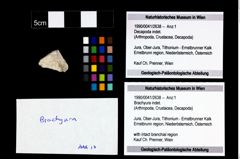 Foto (Objekt + Etikett) von Brachyura indet.  (NHMW-GEO-1990-0041-2638)